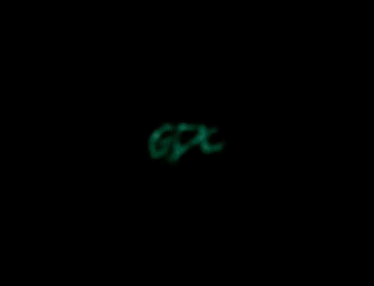 GDC Halloween Pumpkin Patch - Limited Edition